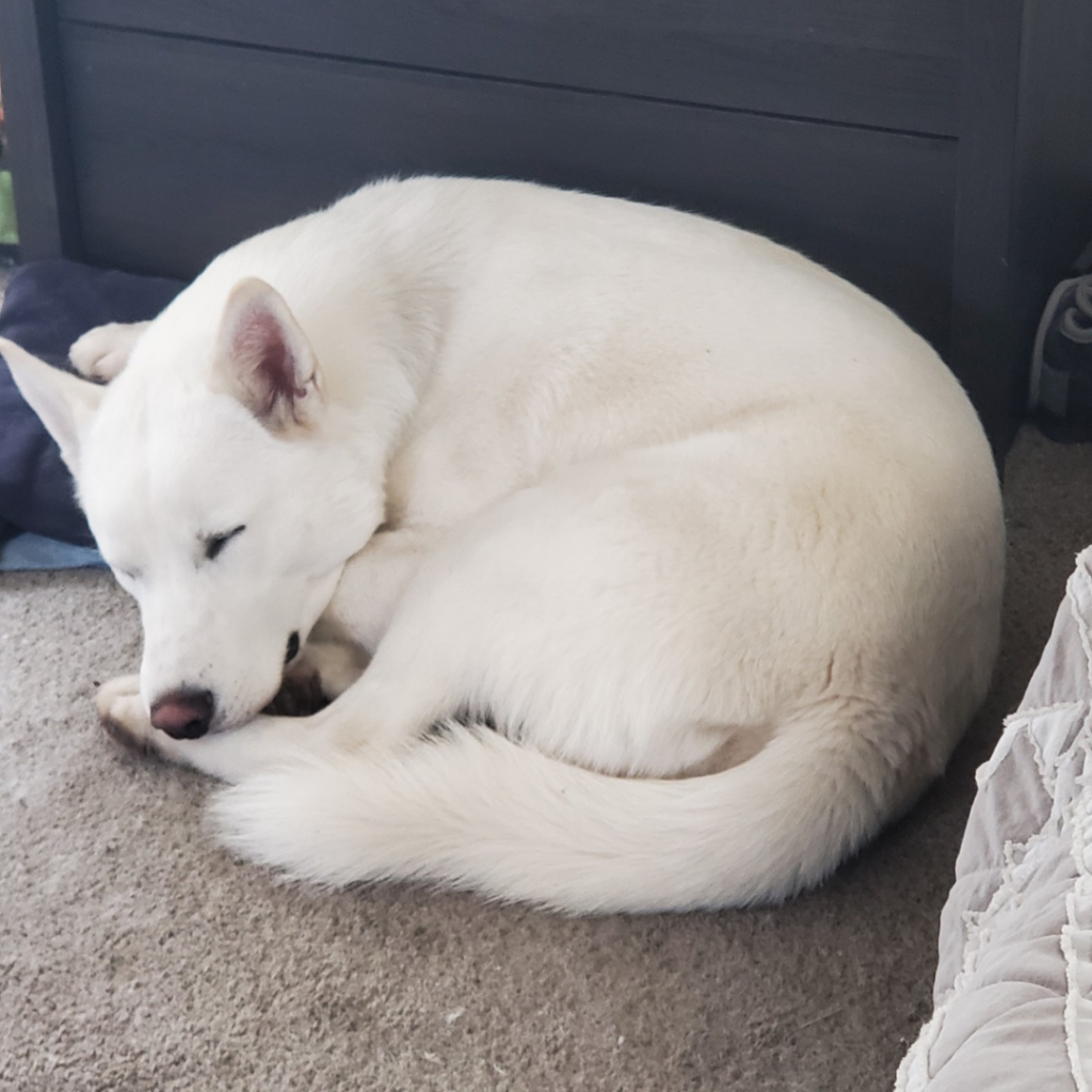 Picture of a husky sleeping