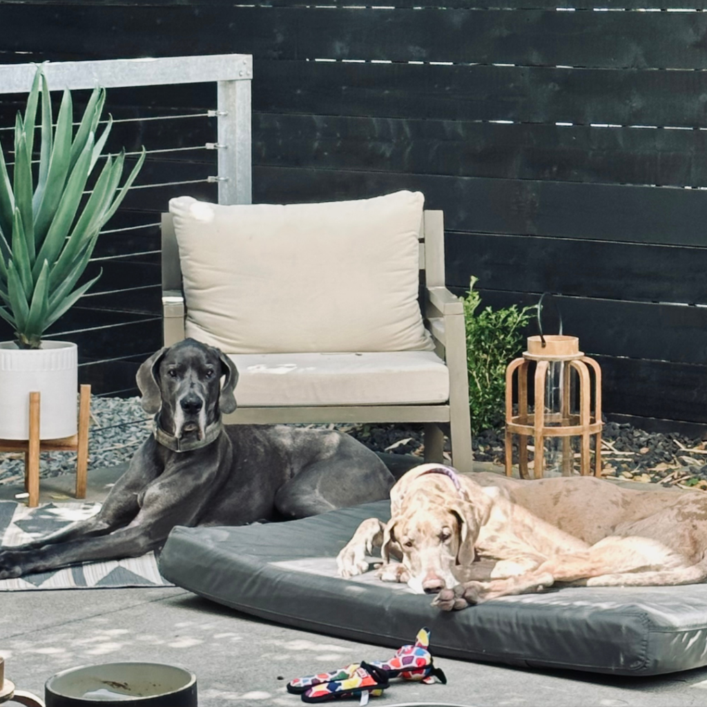 two great danes lying down